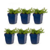 Polster-Phlox ‚MacDaniel's Cushion' – Phlox subulata – Ansicht 2
