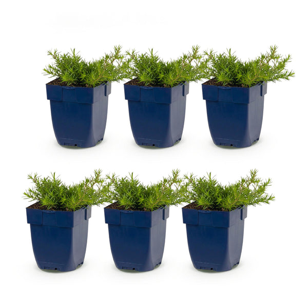 Polster-Phlox ‚MacDaniel's Cushion' – Phlox subulata – Ansicht 2
