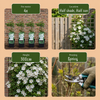 Waldrebe ‚Huldine' – Clematis – Ansicht 5