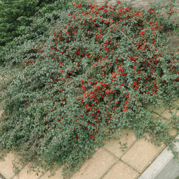 Kriechmispel ‚Major' – Cotoneaster dammeri – Ansicht 8