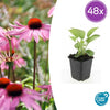 Purpur-Sonnenhut ‚Magnus' – Echinacea purpurea