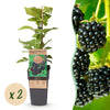 Schwarze Himbeere ‚Black Jewel' – Rubus occidentalis