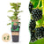 Schwarze Himbeere ‚Black Jewel' – Rubus occidentalis