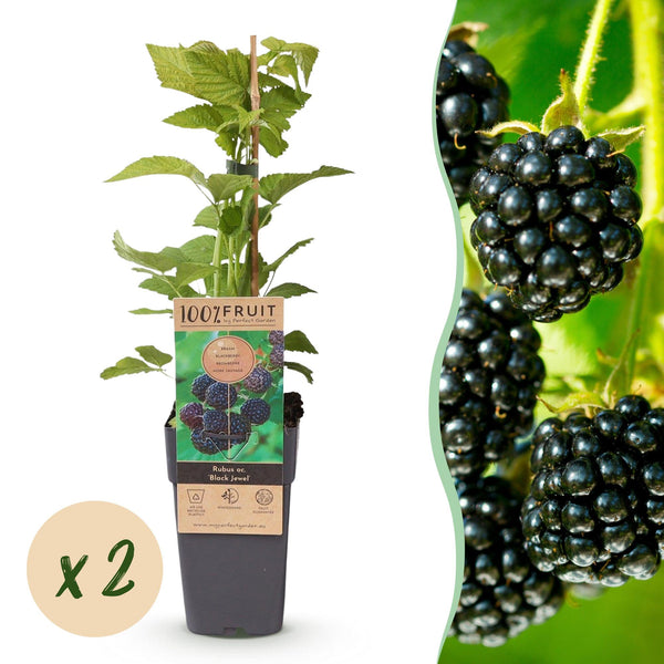Schwarze Himbeere ‚Black Jewel' – Rubus occidentalis