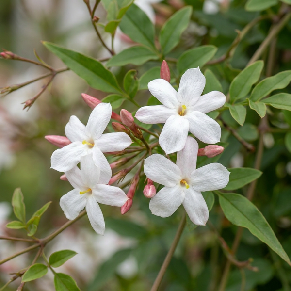 Echter Jasmin – Jasminum officinale – Ansicht 3