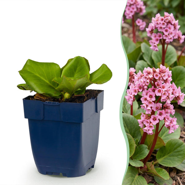 Bergenie – Bergenia cordifolia – 1 Stück
