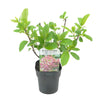 Rispenhortensie ‚Pink Diamond' – Hydrangea paniculata – Ansicht 2