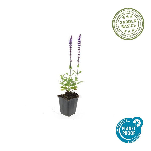 Steppensalbei ‚Caradonna' – Salvia nemorosa – Ansicht 2