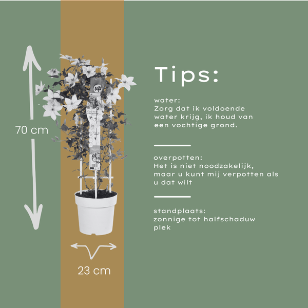 Waldrebe ‚Tsukiko' – Clematis – Ansicht 6