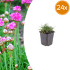 Grasnelke ‚Splendens' – Armeria maritima
