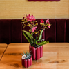 Orchidee ‚Congo' – Phalaenopsis – Ansicht 3
