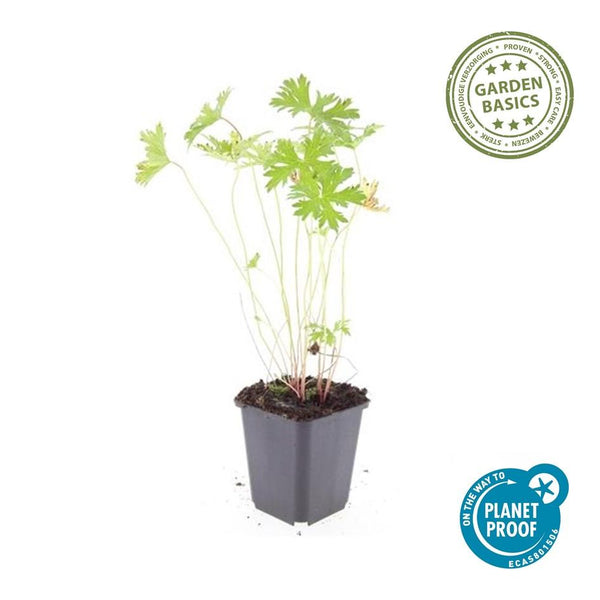 Storchschnabel ‚Johnson's Blue' – Geranium – Ansicht 5