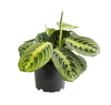 Pfeilwurz ‚Fascinator Lemon Lime' – Maranta leuconeura