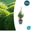 Buchsbaum – Buxus sempervirens