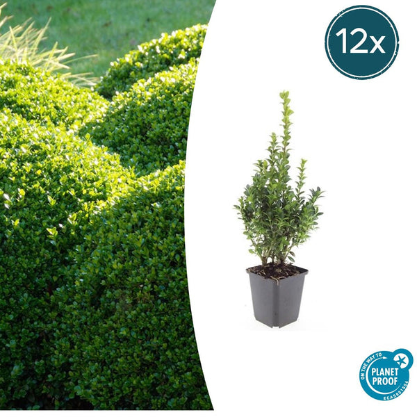 Buchsbaum – Buxus sempervirens