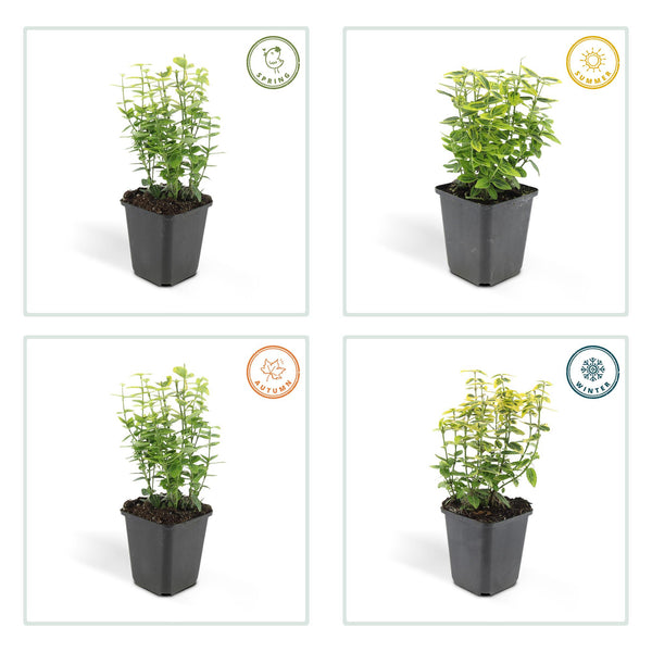 Kriechspindel ‚Emerald 'n Gold' – Euonymus fortunei – Ansicht 4