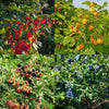 Obst-Set „Beerenmix – Ansicht 5
