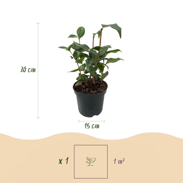 Kamelie ‚Tricolour' – Camellia japonica – Ansicht 3