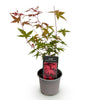 Fächerahorn ‚Beni-maiko' – Acer palmatum – Ansicht 2