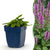 Ziest ‚Hummelo' – Stachys monieri – Ø 11 cm · 15–25 cm, Standard