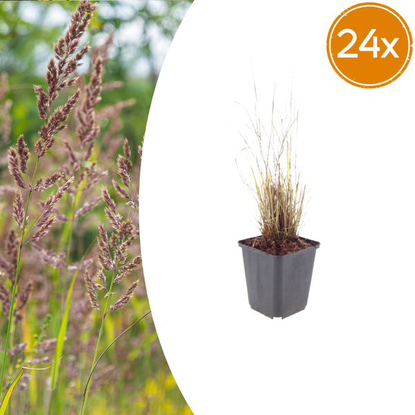 Diamant-Reitgras – Calamagrostis brachytricha