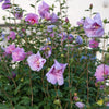 Garteneibisch Stämmchen ‚Lavender Chiffon' – Hibiscus syriacus – Ansicht 5