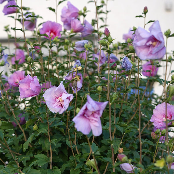 Garteneibisch Stämmchen ‚Lavender Chiffon' – Hibiscus syriacus – Ansicht 5