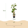 Feige ‚Little Miss Figgy' – Ficus carica – Ansicht 3