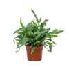 Goldtüpfelfarn ‚Blue Star' – Phlebodium aureum – Ansicht 2