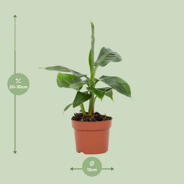 Banane ‚Tropicana' – Musa – Ansicht 4