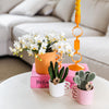 Schmetterlingsorchidee ‚Nazaré' – Phalaenopsis – Ansicht 13