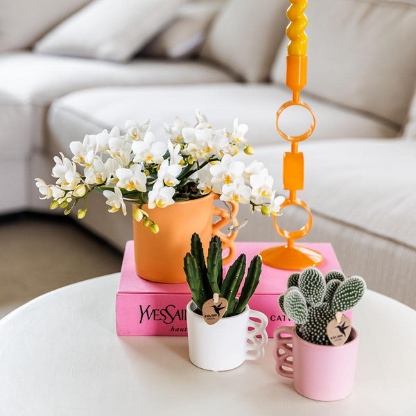 Schmetterlingsorchidee ‚Nazaré' – Phalaenopsis – Ansicht 13