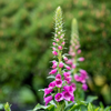 Roter Fingerhut – Digitalis purpurea – Ansicht 7