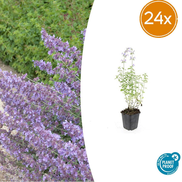 Katzenminze ‚Walker's Low' – Nepeta × faassenii