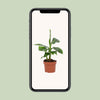 Banane ‚Tropicana' – Musa – Ansicht 6