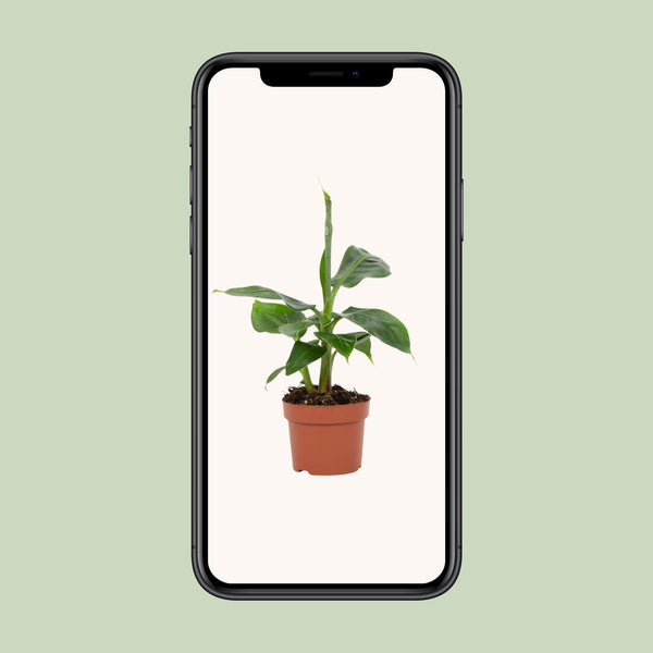 Banane ‚Tropicana' – Musa – Ansicht 6