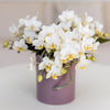 Schmetterlingsorchidee ‚Nazaré' – Phalaenopsis – Ansicht 11