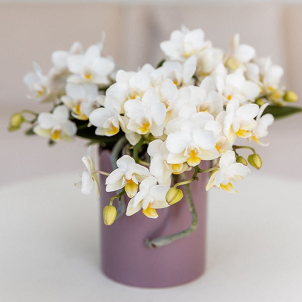 Schmetterlingsorchidee ‚Nazaré' – Phalaenopsis – Ansicht 11