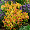 Traubenheide ‚Curly Gold' – Leucothoe fontanesiana – Ansicht 4