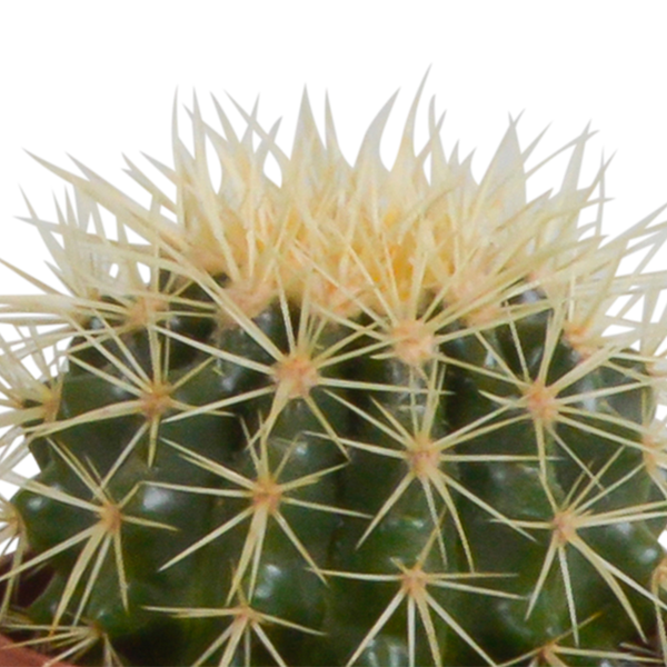 Kakteen-Set „Kakteenmischung“ – 3 Kakteen – Ansicht 4