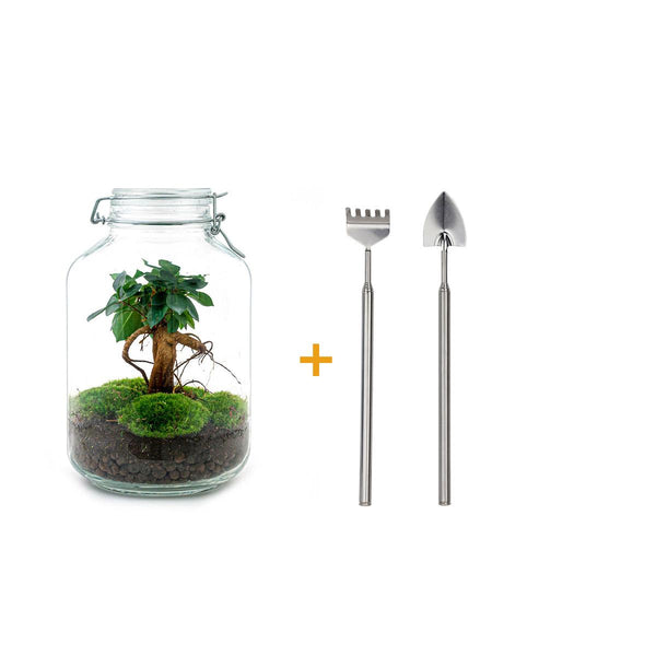 Flaschengarten-Set „Ficus Ginseng" – DIY-Terrarium mit Bonsai