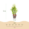 Hainbuche – Carpinus betulus – Ansicht 3
