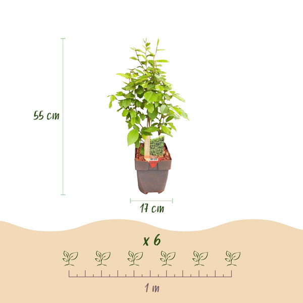 Hainbuche – Carpinus betulus – Ansicht 3