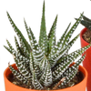 Sukkulenten-Set „Gasteria & Haworthia-Mix" – Gasterien und Haworthien – Ansicht 14