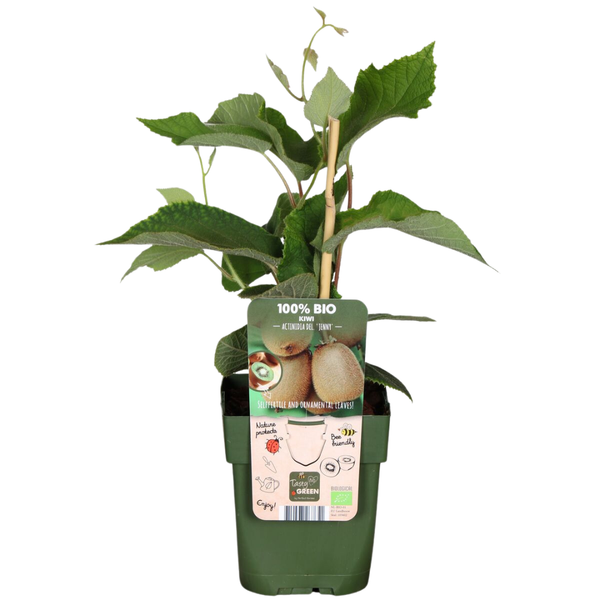 Obstpflanzen-Set „Süße Ernte Trio" – 3 verschiedene BIO-Obstpflanzen – Ansicht 12