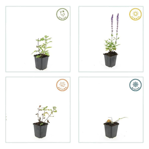 Steppensalbei ‚Caradonna' – Salvia nemorosa – Ansicht 5