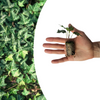 Efeu ‚Green Ripple' – Hedera helix – Ansicht 2