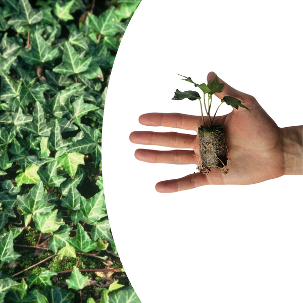 Efeu ‚Green Ripple' – Hedera helix – Ansicht 2
