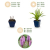 Prachtscharte – Liatris spicata – Ansicht 4