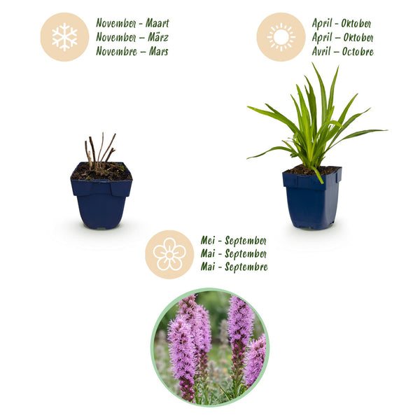 Prachtscharte – Liatris spicata – Ansicht 4